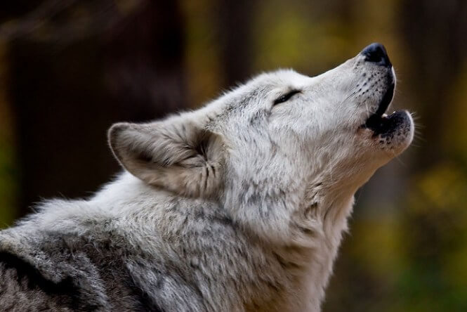 Wolf Howl